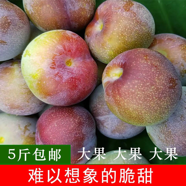 半边红李子 20 - 25mm