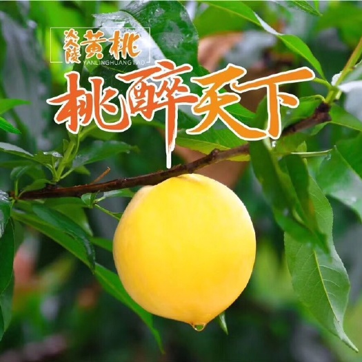炎陵县锦绣黄桃 4两以上 55mm以上