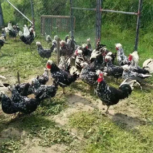 衡阳 大量出售贵妃鸡苗