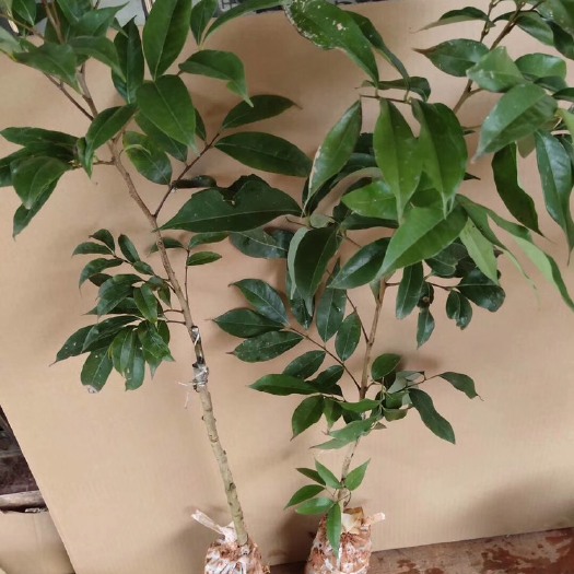 灵山县妃子笑荔枝苗 妃子笑苗