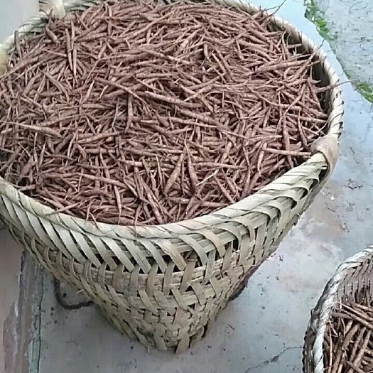 苍溪县苍溪川明参 沙参