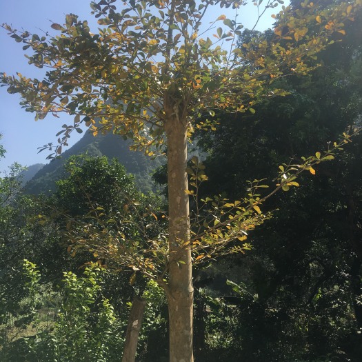 龙州县榆钱树树桩