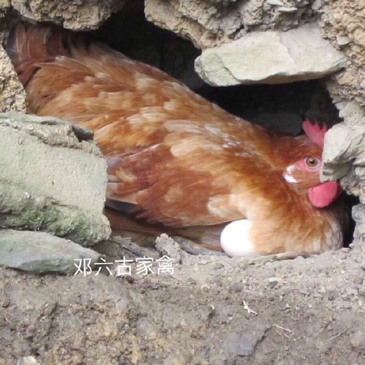 阳山县 正宗阳山鸡初生蛋！