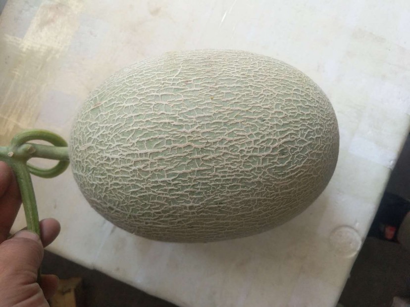 西州蜜 1斤以上