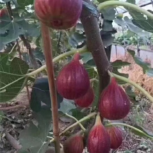 灵山县波姬红无花果苗 无花果