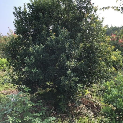 靖州县杨梅树