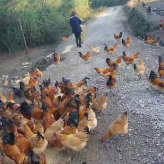 衡阳 青脚土鸡苗 湖南土鸡苗 黑土鸡苗 量大包运