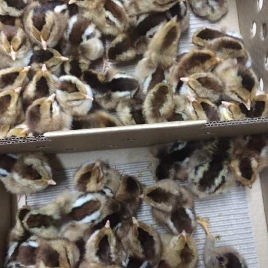 广州清远2号麻鸡苗 公