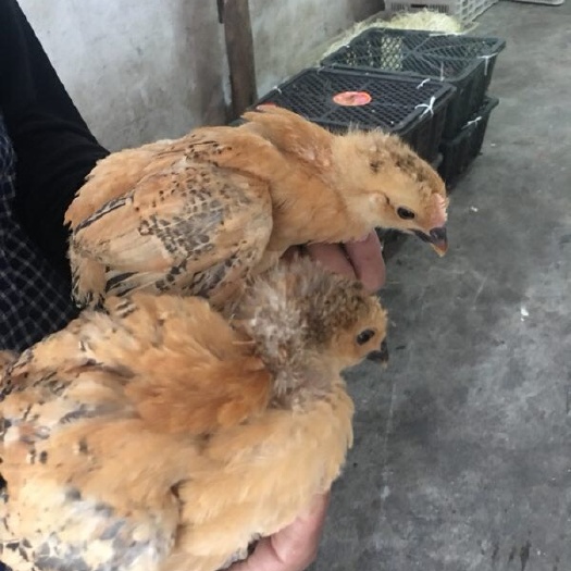 衡阳青脚土鸡苗 常年供应青脚土鸡脱温母苗 平均4/5两重