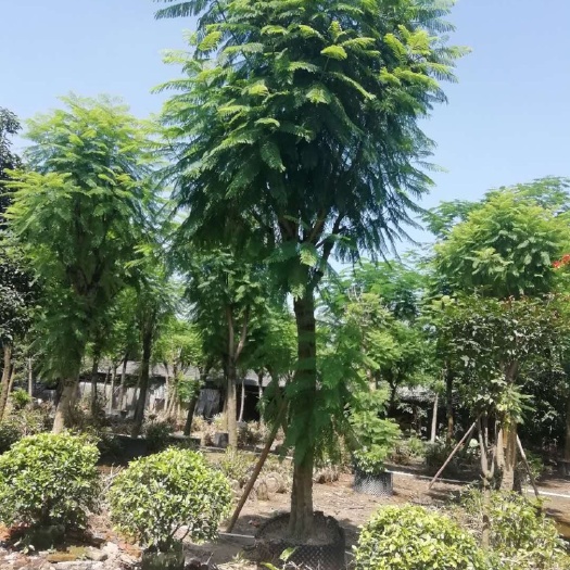 佛山 17/18分蓝花楹假植苗