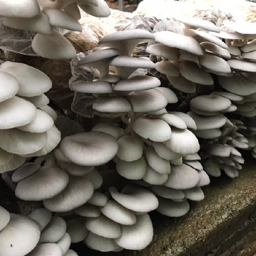 长顺县鲜平菇 通货