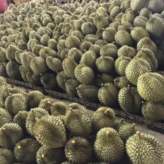 蒙自市 金枕头榴莲大量低价供应，非诚勿扰