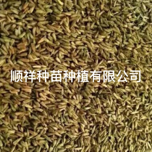 亳州 牛膝种子