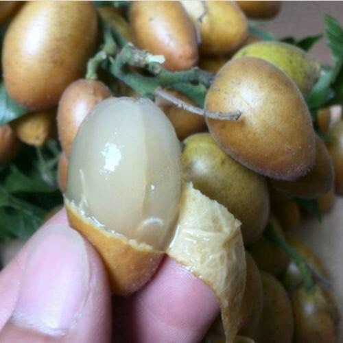 灵山县鸡心黄皮苗  黄皮果苗  大鸡心黄皮嫁接苗，当年种当年结果，
