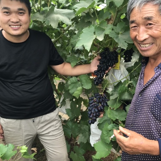 平邑县蓝宝石葡萄苗 甜蜜蓝宝石种苗