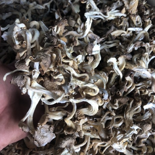 招远市 秀珍菇 凤尾菇 干品