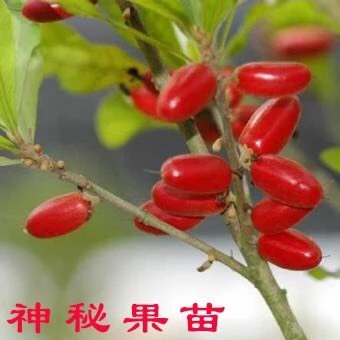 灵山县能改变味觉的神秘果苗，四季开花结果