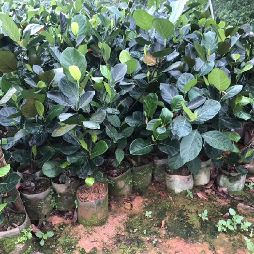灵山县马来西亚一号菠萝蜜苗 马来西亚一号菠萝苗 带营养杯土包邮 正品嫁接 成活率高