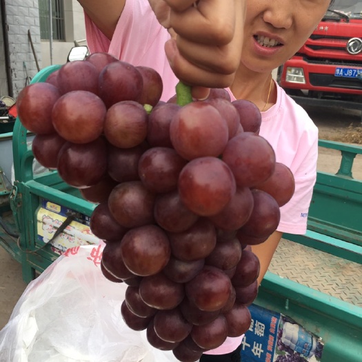 邯郸 大量供应红无核葡萄基地