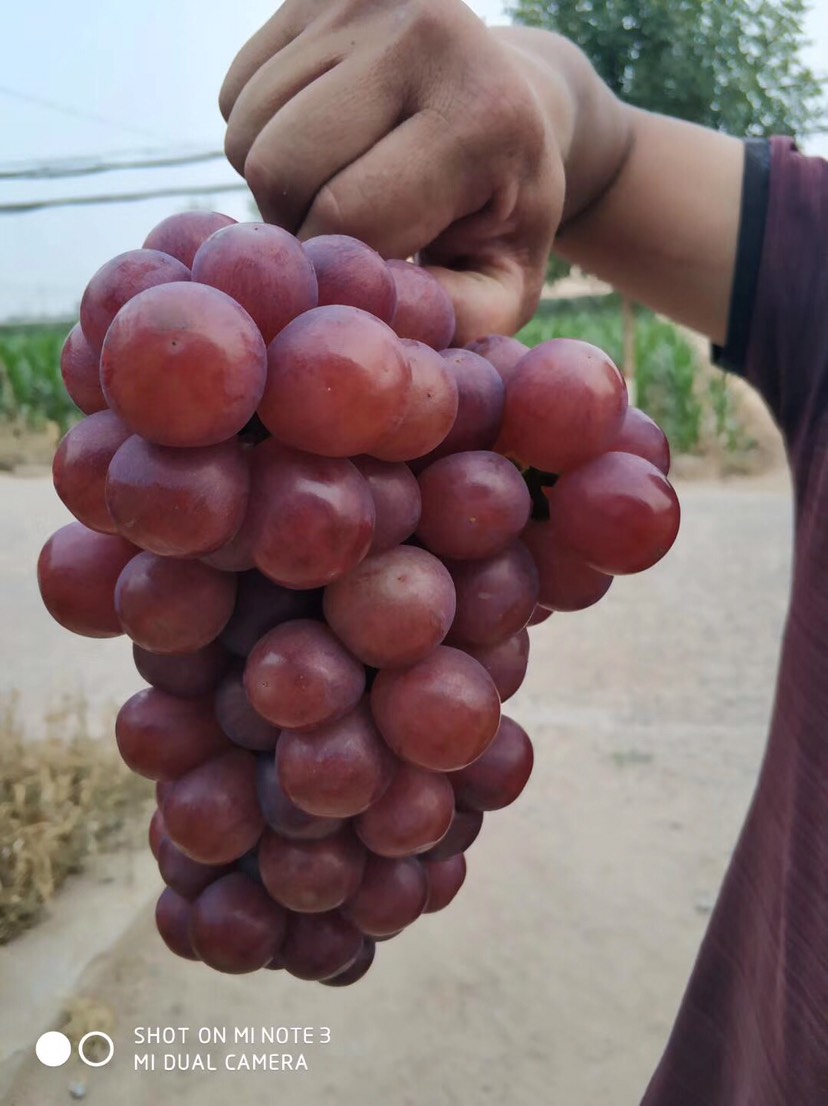  大量供應(yīng)紅無核葡萄河北邯鄲葡萄基地