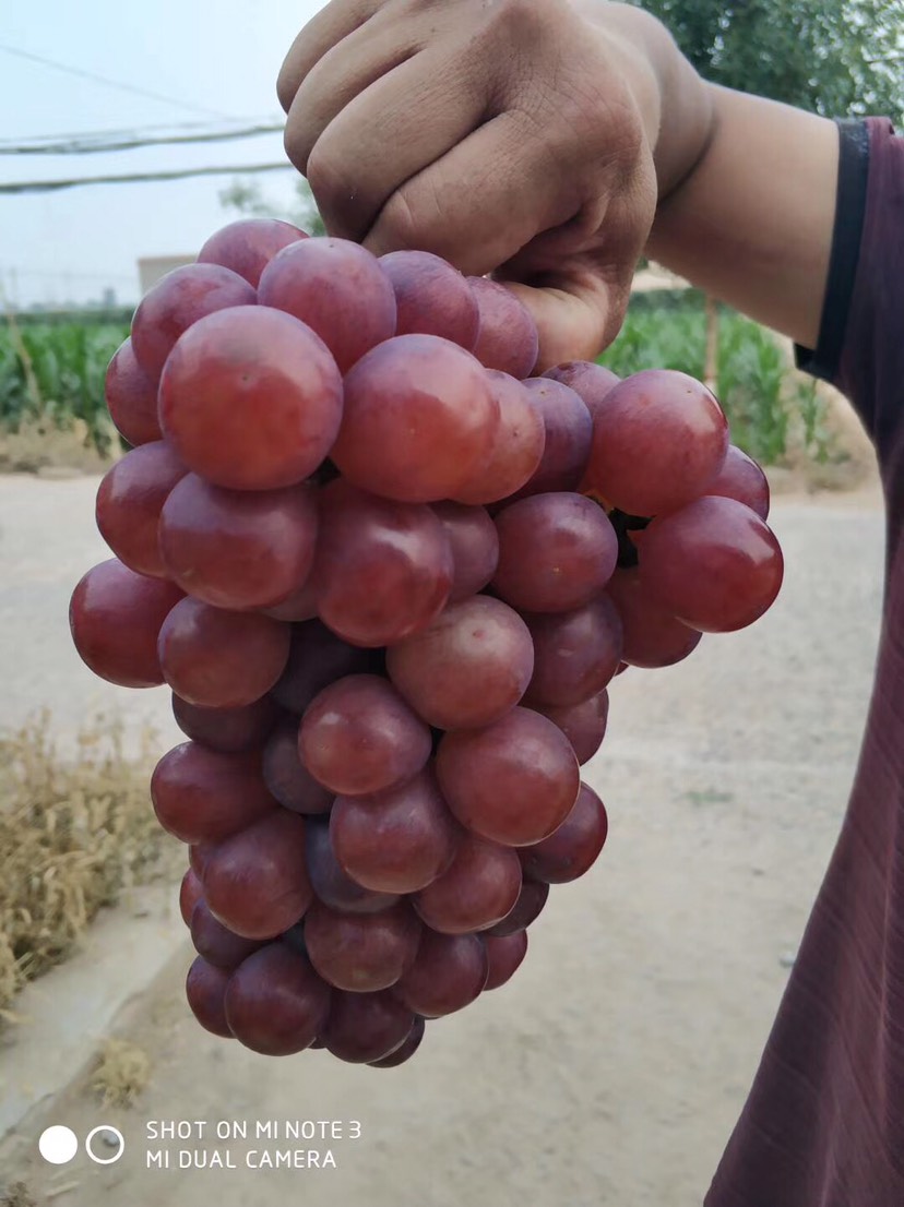  大量供應(yīng)紅無核葡萄河北邯鄲葡萄基地