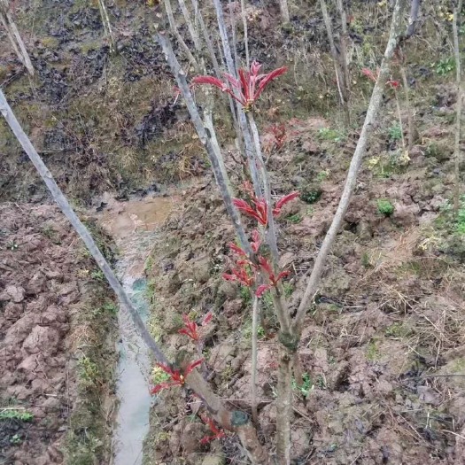 赤水市红油香椿芽 12cm以上