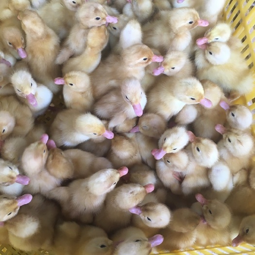 南宁桂柳鸭苗  桂柳白鸭苗