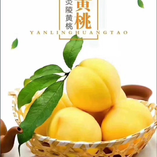 炎陵县炎陵黄桃 60mm以上 4两以上