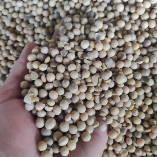 牡丹江黑龙江大豆 3等品 生大豆