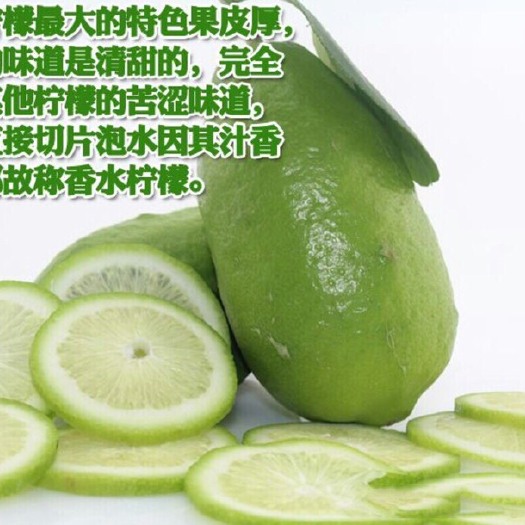 灵山县香水柠檬苗 香水柠檬嫁接苗