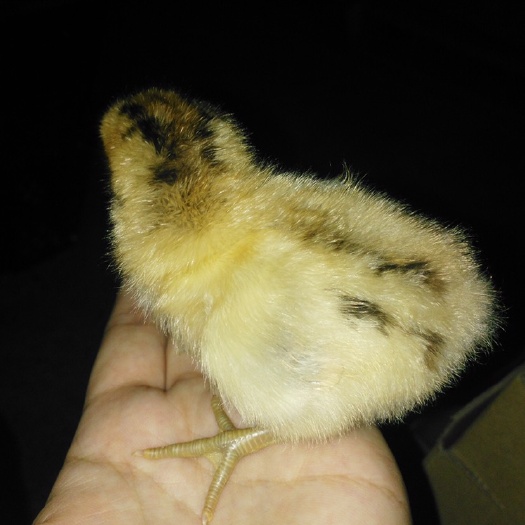 衡阳青脚土鸡苗小鸡苗