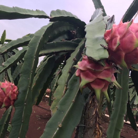 遂溪县 种植基地红心火龙果直供
