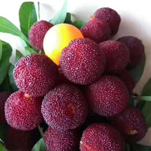 灵山县东魁杨梅树苗，带土带杯带叶发货