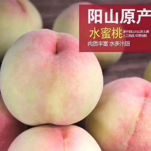 常州水蜜桃 5两左右 60mm以上