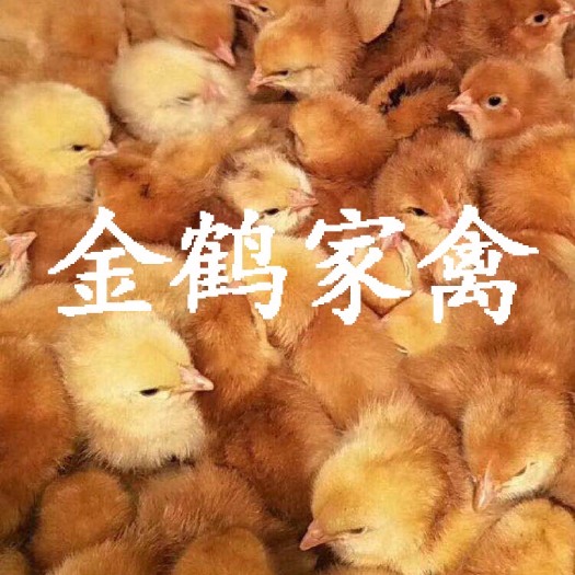 三原县 优质红玉B380鸡苗