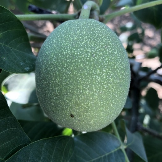 渭南 新鲜青皮核桃