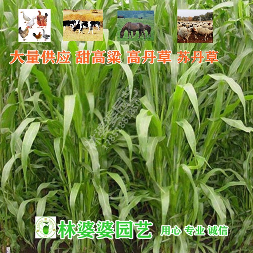 沭阳县青绿饲料   优质高丹草苏丹草新种子包邮