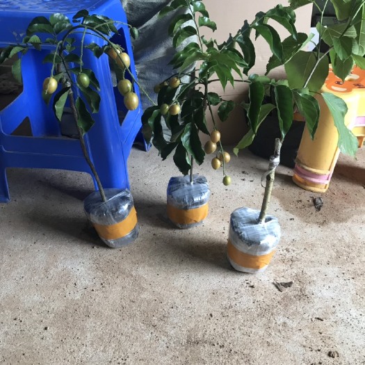 灵山县黑黄皮果苗 黑黄皮