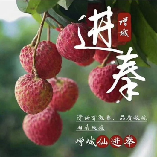 仙进奉茘枝 基岗村合作社，仙进奉