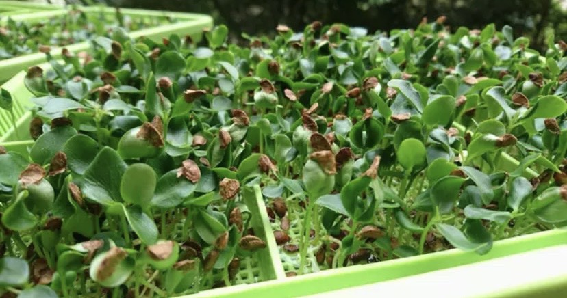  香椿种子 红油香椿籽  58一斤