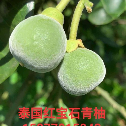 桂林泰国青柚苗 大量供应泰国红宝石青柚苗和嫁接枝条