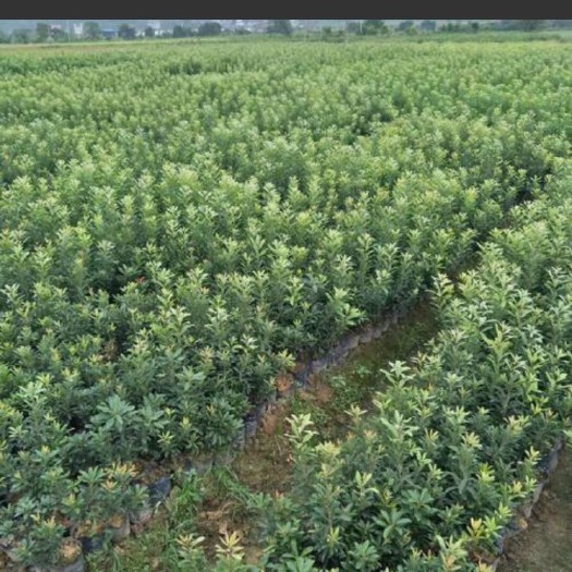 靖州县 杨梅树苗，品种大小规格齐全