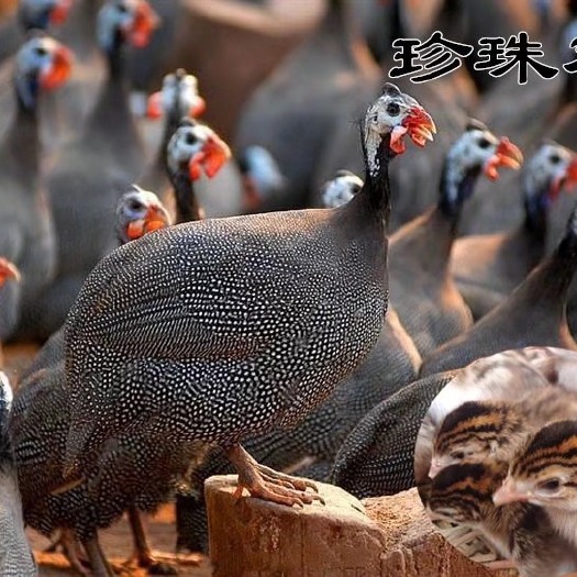 广州珍珠鸡苗