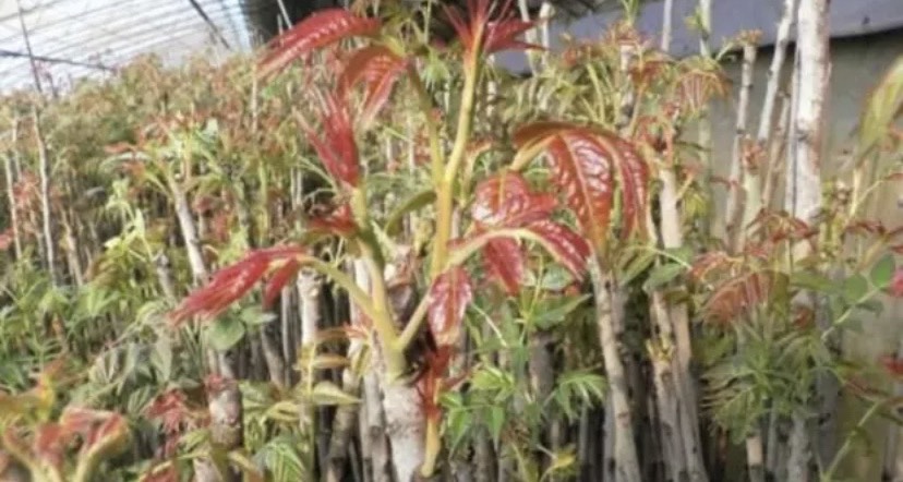  香椿种子 红油香椿籽  58一斤