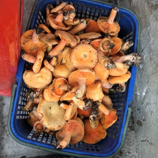 贵阳 野生紫花菌，当天采摘当天卖