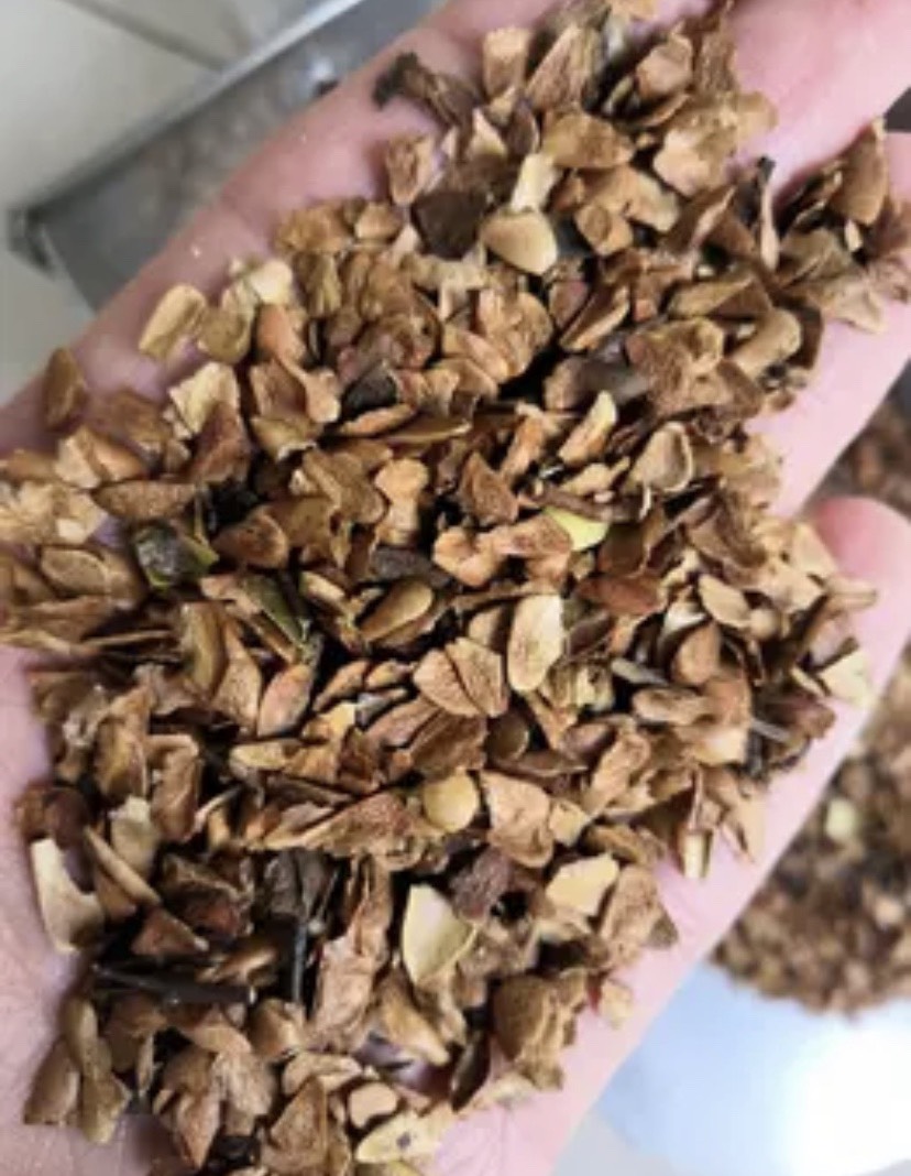  香椿种子 红油香椿籽  58一斤