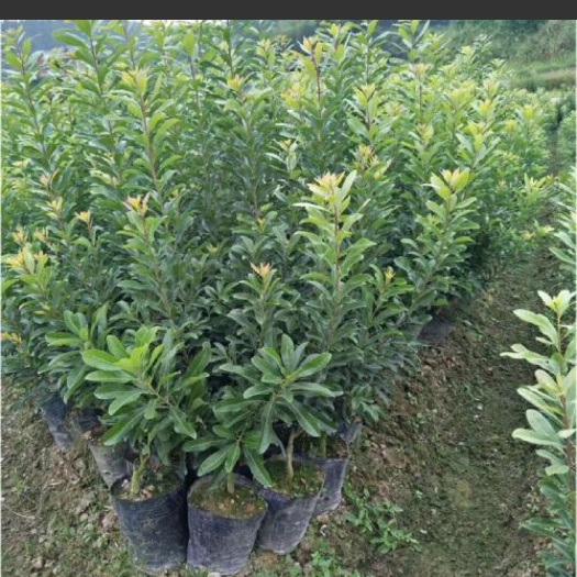 靖州县 东魁杨梅树大小苗