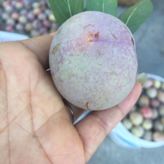 嵊州市 桃形李提前预约，价格每天有变，规格有大中小三种，价格不一样