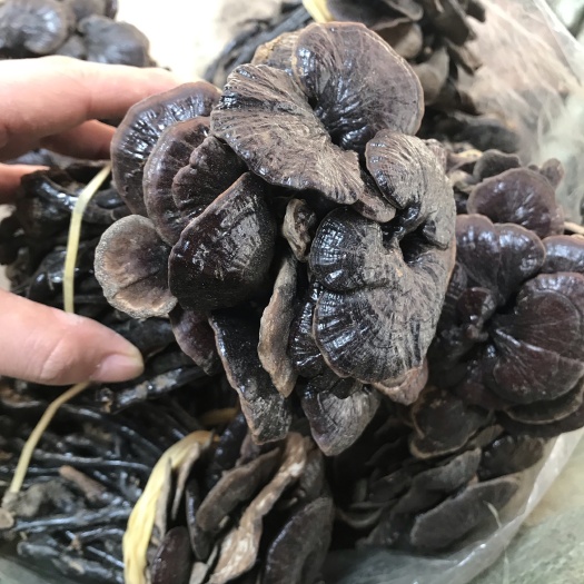文山市黑灵芝  竹灵芝