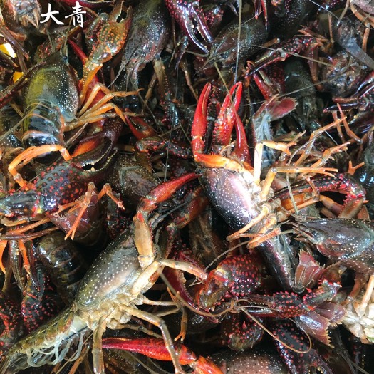 潜江市潜江小龙虾 大青6.2以上不封顶